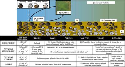 Drought-Induced, Punctuated Loss of Freshwater Mussels Alters Ecosystem Function Across Temporal Scales